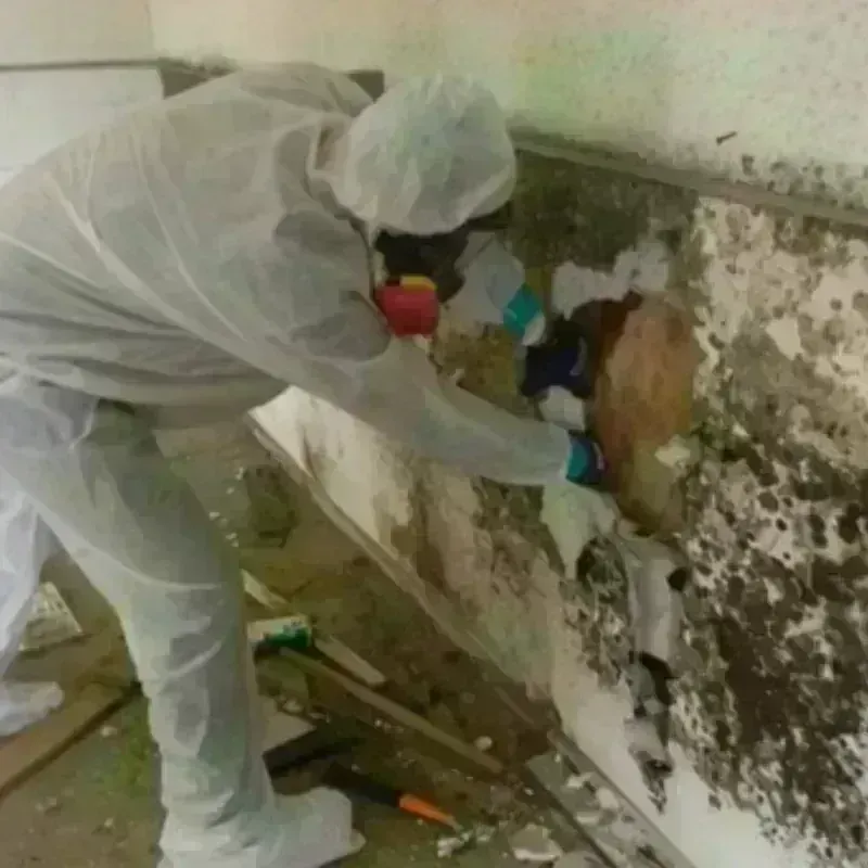 Mold Remediation and Removal in Millersburg, OH